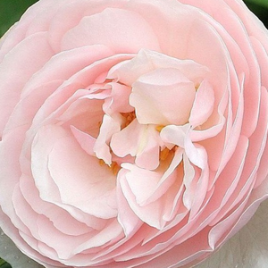 Szkółka róż - angielska róża - różowy  - Rosa  Ausblush - róża z intensywnym zapachem - David Austin - W celu otrzymania optymalnego i romantycznego efektu, najlepiej jest pozwolić piąć się jej na innych roślinach lub krzewach wieloletnich.